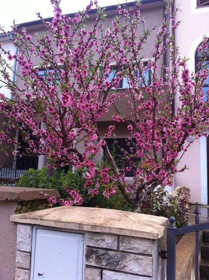 Apartman Ivankovic*** Pula Exterior foto